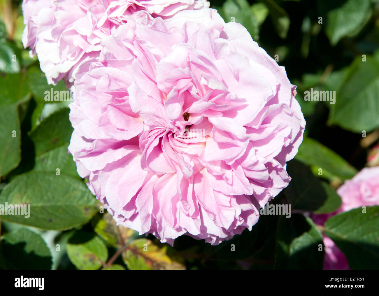 Rosa `Trevor Griffith Ausold` Stock Photo